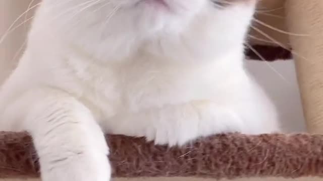 Can you hear what it says?