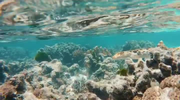 Fish Swimming In The Water #Fish_Swimming_In_The_Water#animals_Nuture #tortoise #Recpect