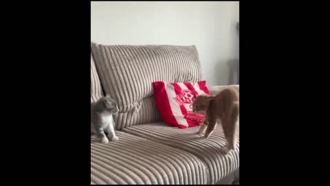 Cute cats, funny-2