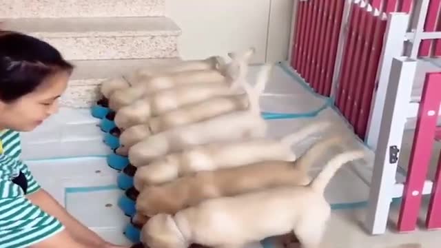 very funny animals- 2021