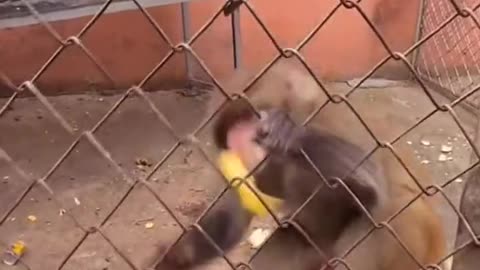 Crazy monkey