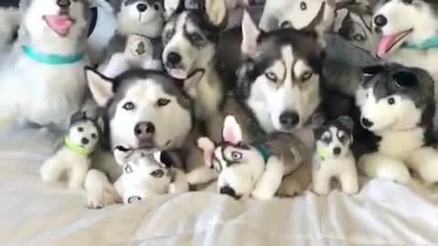 How many real dog you see? count it please