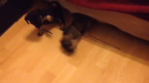 Cute and Funny Puppies Fight