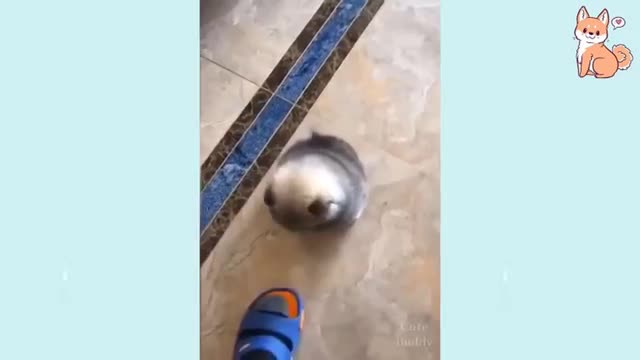 Dogs will make you laugh your head off- funny cat compilation