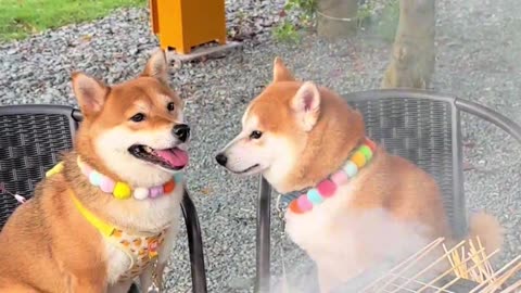 Funny animals videos