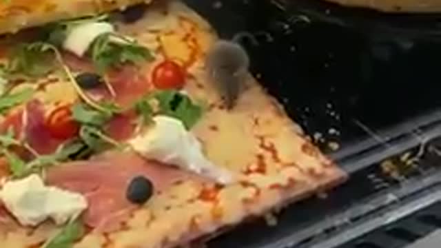 Mice party on pizza