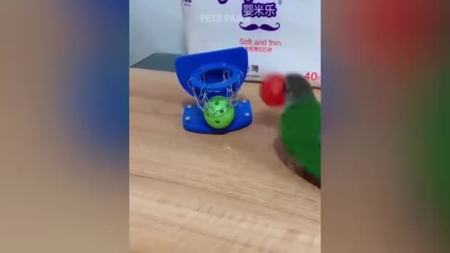 Smart And Funny Parrots Parrot Talking