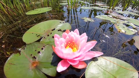 Water Lily