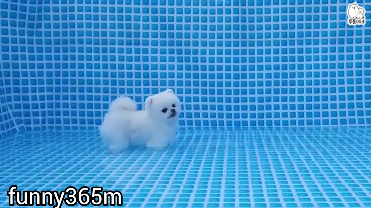 Cute puppy swimming