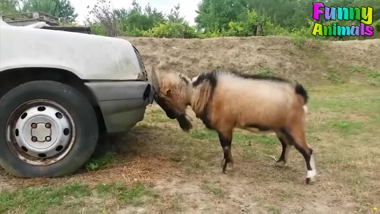 strong headbutt.