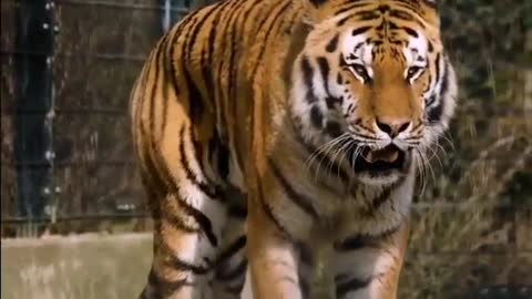 The tiger is the biggest hunter on earth