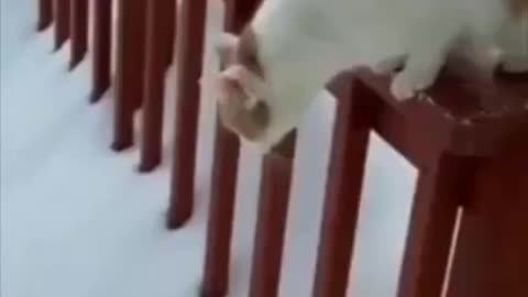 Funny cat .This is the most funny cat video.