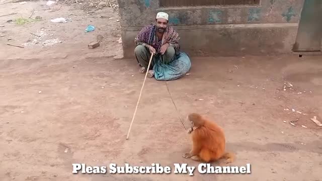 Monkey Funny Dance