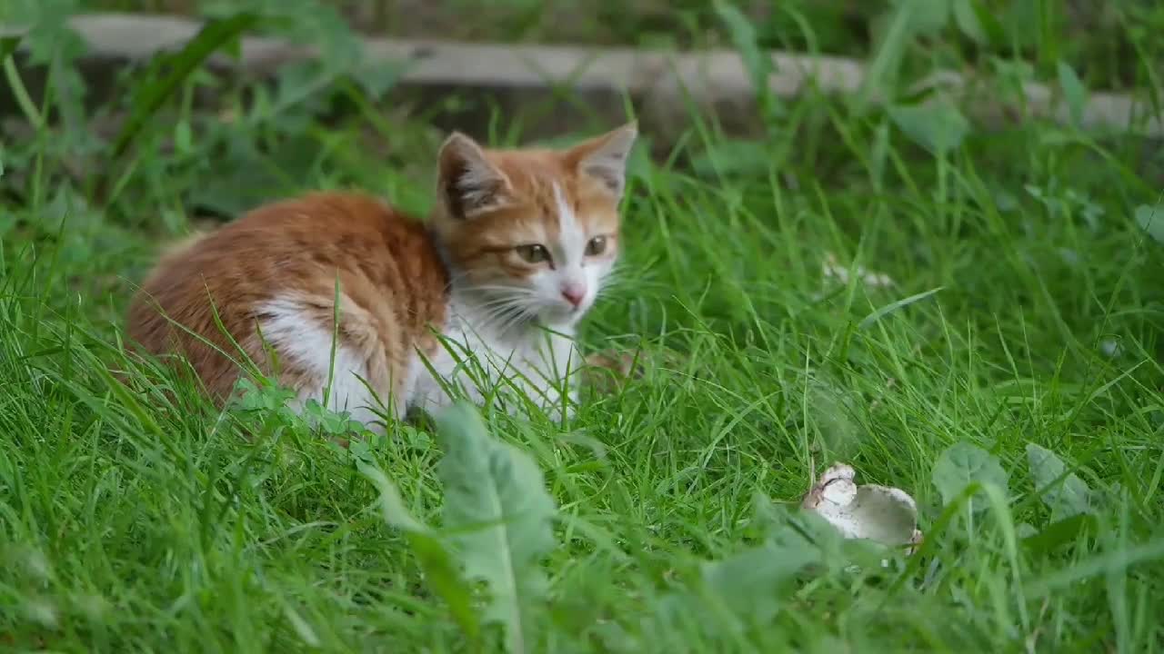 Baby Cats Funny Compilation