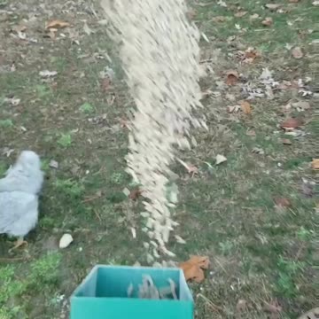 Feed our animals with me!