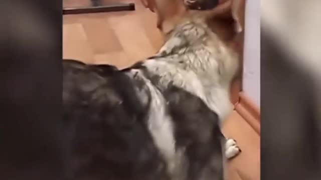 Funny dog🐶 but love is dog