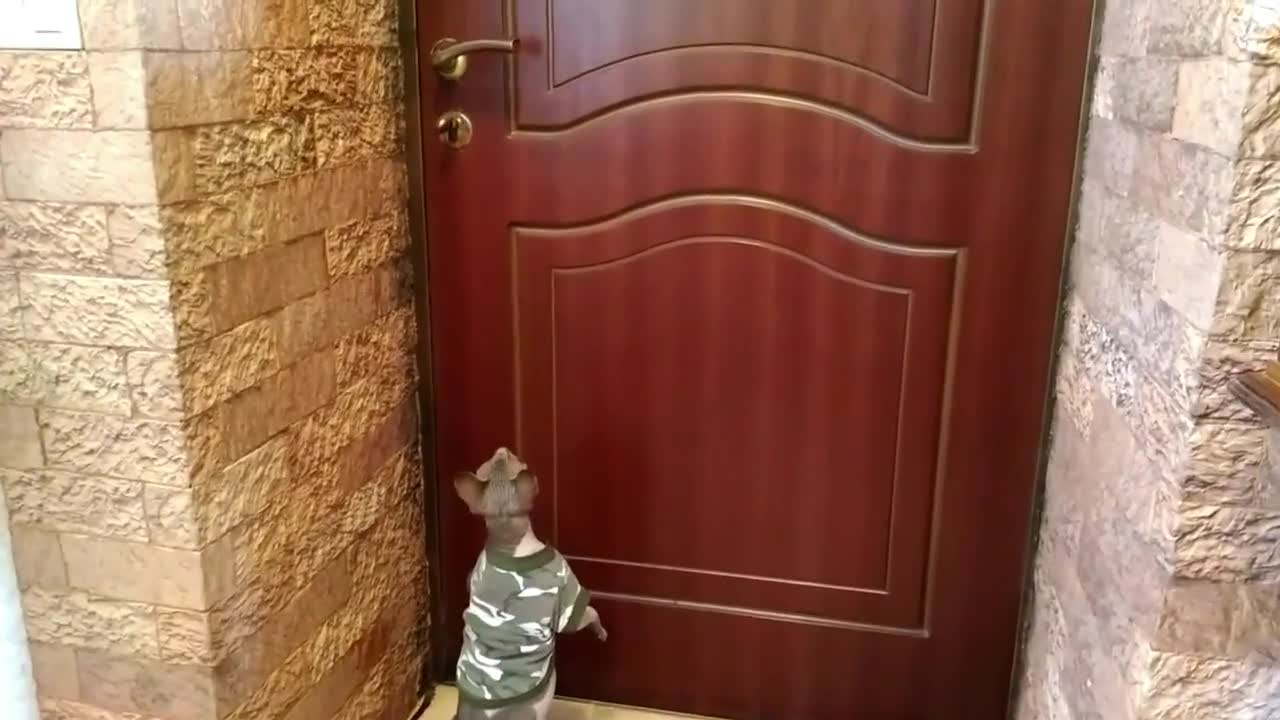 a bald cat (sphinx) opens the door