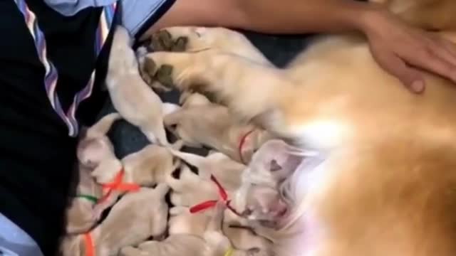 Golden Retriever Puppies Confused!