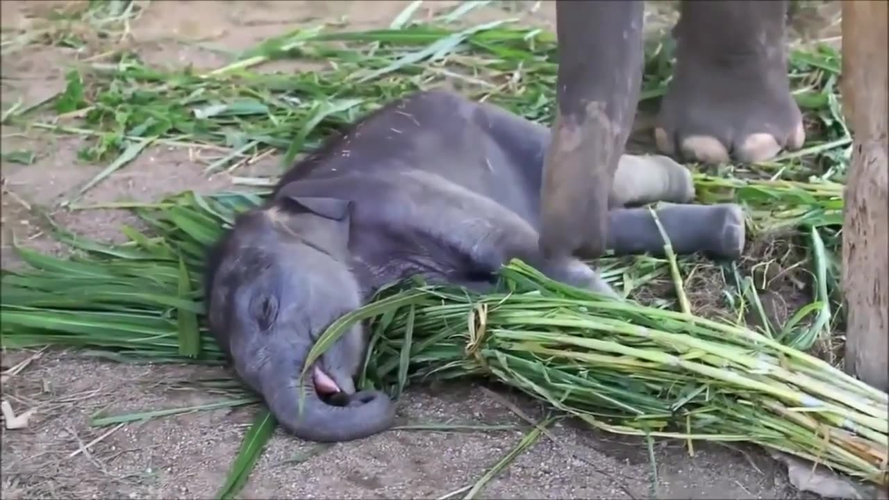 Baby elephant video