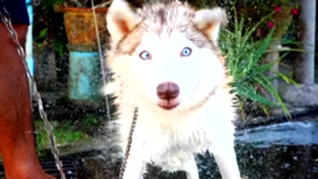 Husky dog