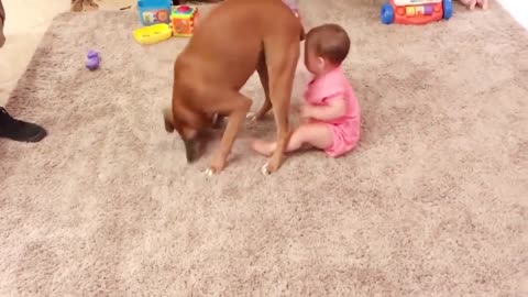 Cute dogs videos