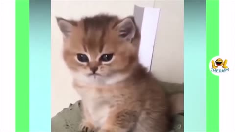 Funny animals compilation! 😂