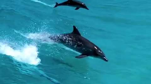 Dolphin Enjoying sea