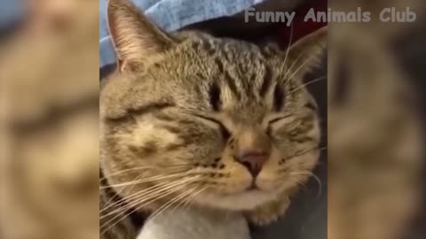 Funny Animal Videos 2022 Best Dogs And Cats Videos 12