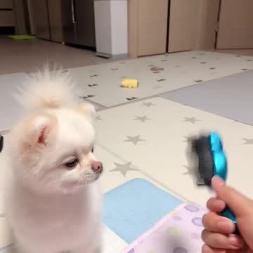 Adorable Puppy Really Enjoys Scratches