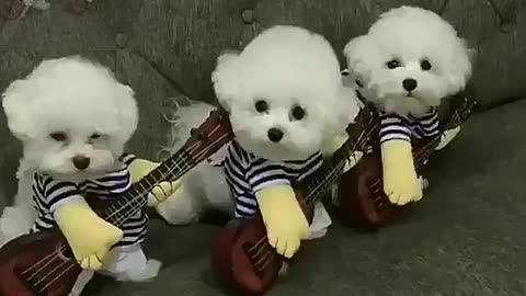 Dogs wearing guitar suits