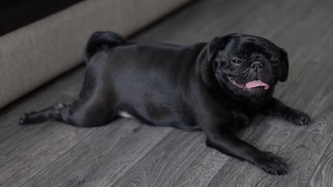 A Black Dog Lying On the Floor