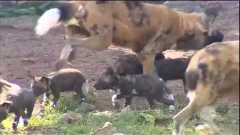 Painted African Dog pups.mp4