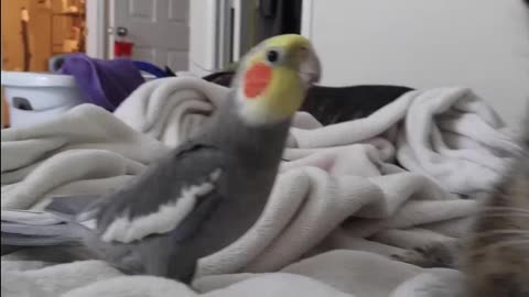 Cockatiel speaking "I Like you"