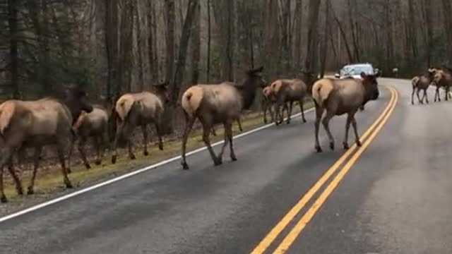 Huge herd of elk create traffic jam