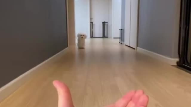 🐶哇