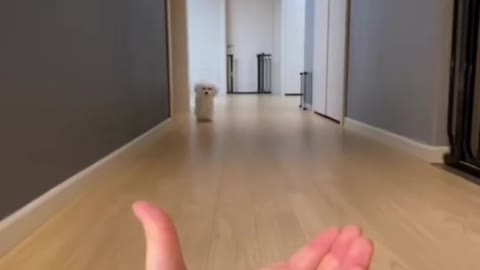 🐶哇
