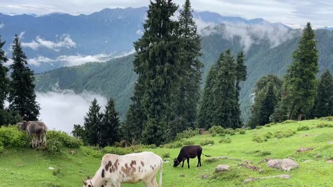 Beautiful Cows in Kashmir Pakistan ❤️