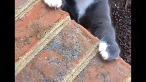 super cute cats you will love