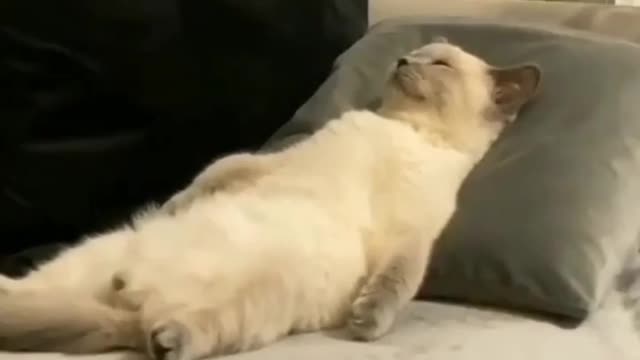 Funny cat videos