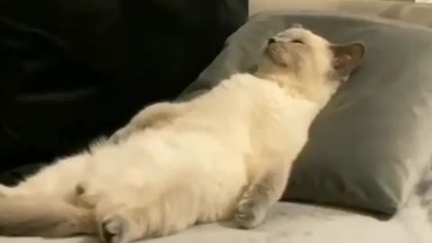 Funny cat videos