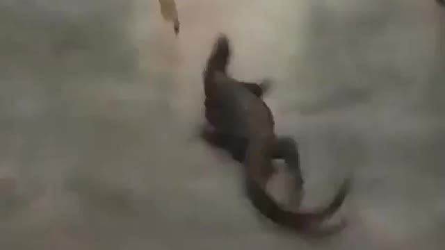 Huge monitor lizard runs for his life