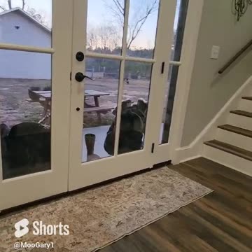 Turkeys Watching Mickey Mouse