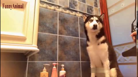 The Best FUNNY dogs Videos - Funny Animal