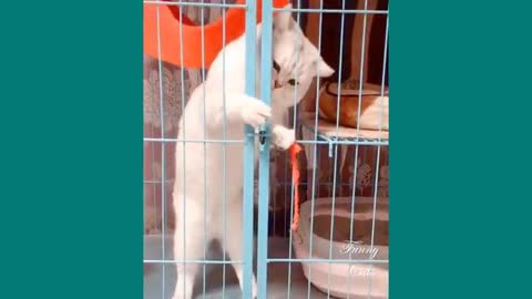 Cat-cat funny Video 2021