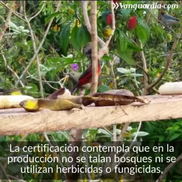 Certificación por café amigable con el medio ambiente Santander