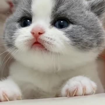 Cat Toking all animals