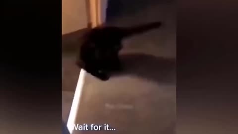 Funny Cat Videos