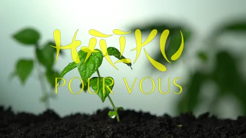 HAIKU POUR VOUS