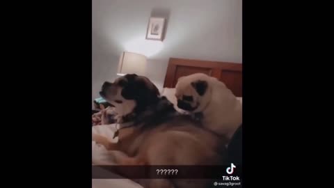 funny and beautiful pet videos