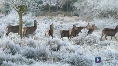 deer in the snow